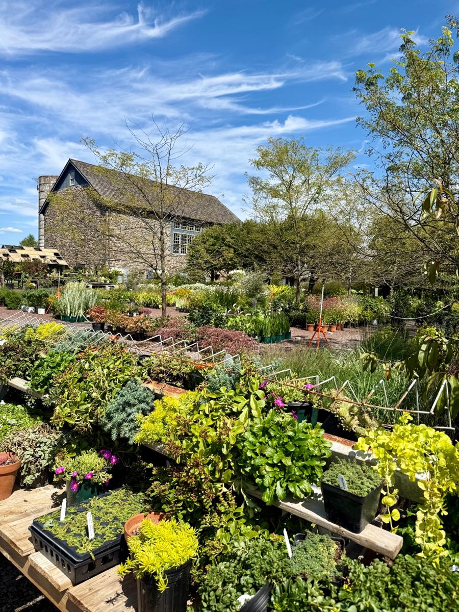 Living Patio Groundcover