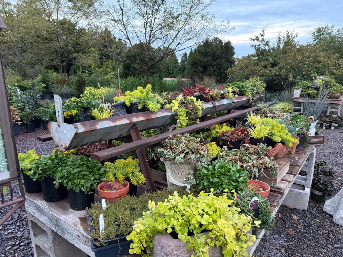 Living Patio Ground Cover