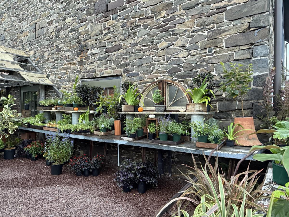 Rare & Unusual Plants