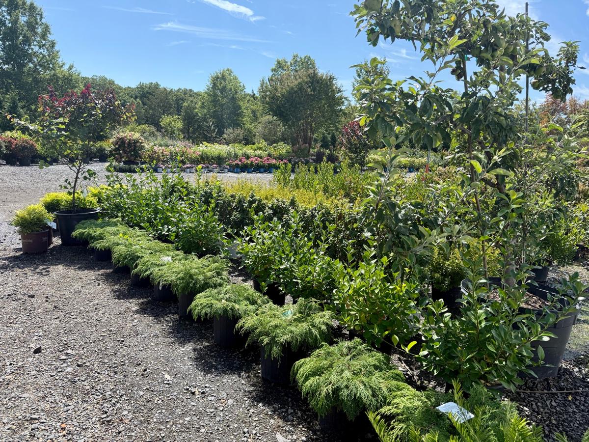 Container Shrubs