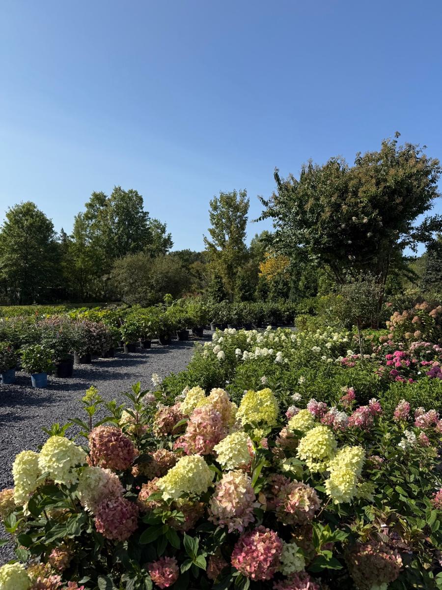 Container Shrubs