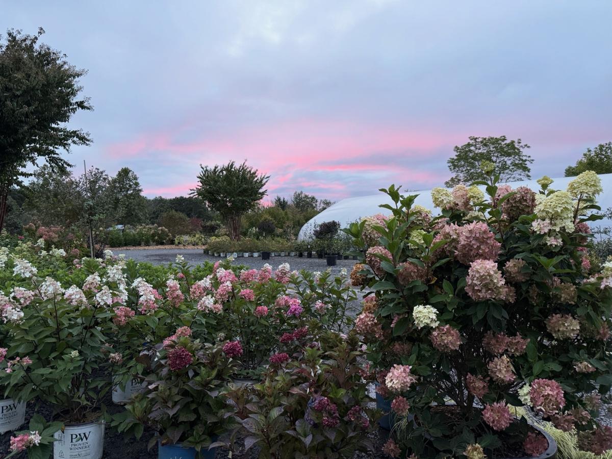 Container Shrubs