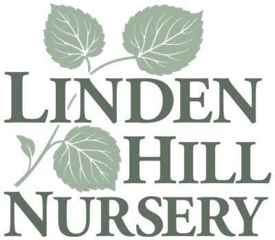 LINDEN HILL NURSERY