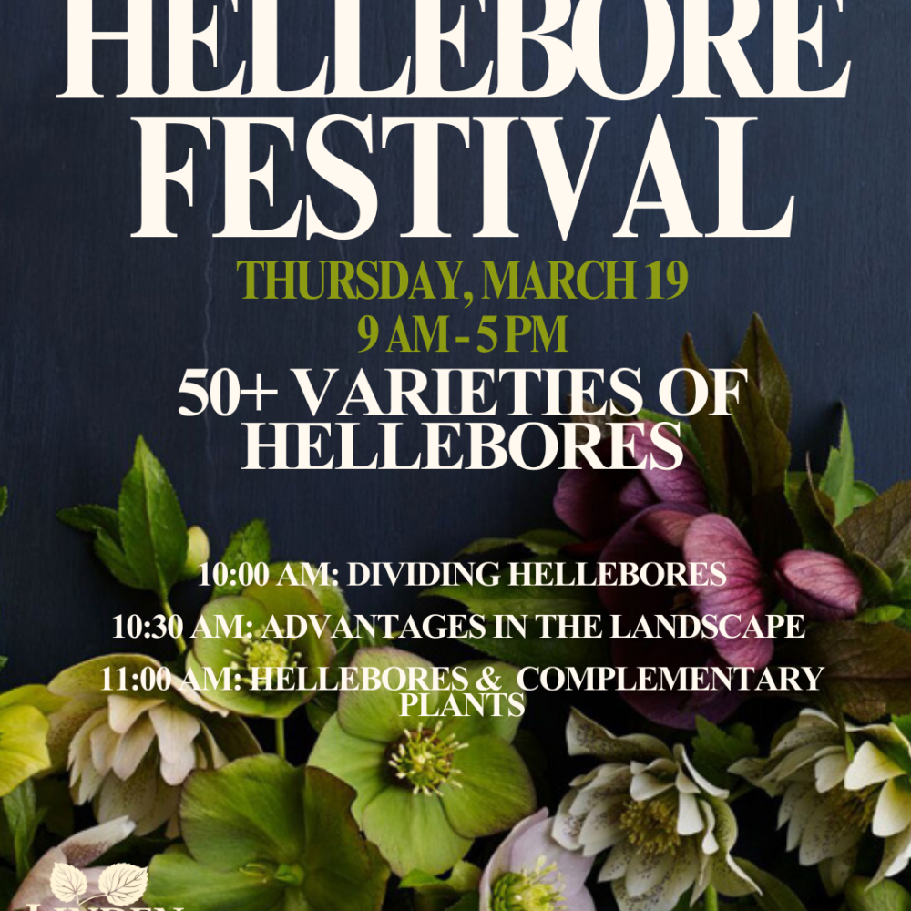 Hellebore Festival