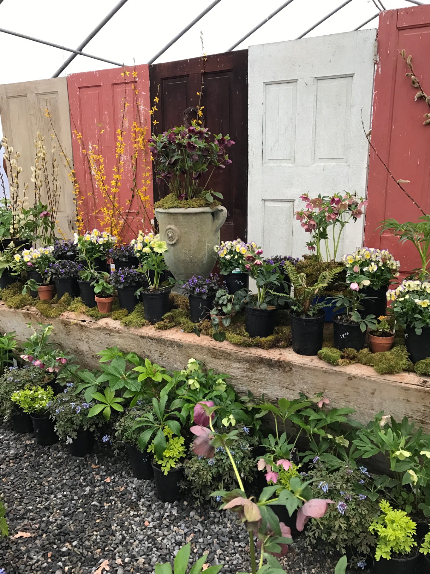 Hellebore Festival 2025